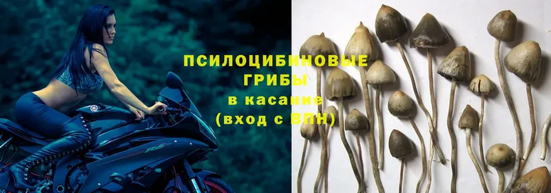 Галлюциногенные грибы MAGIC MUSHROOMS  где купить наркоту  Ишим 